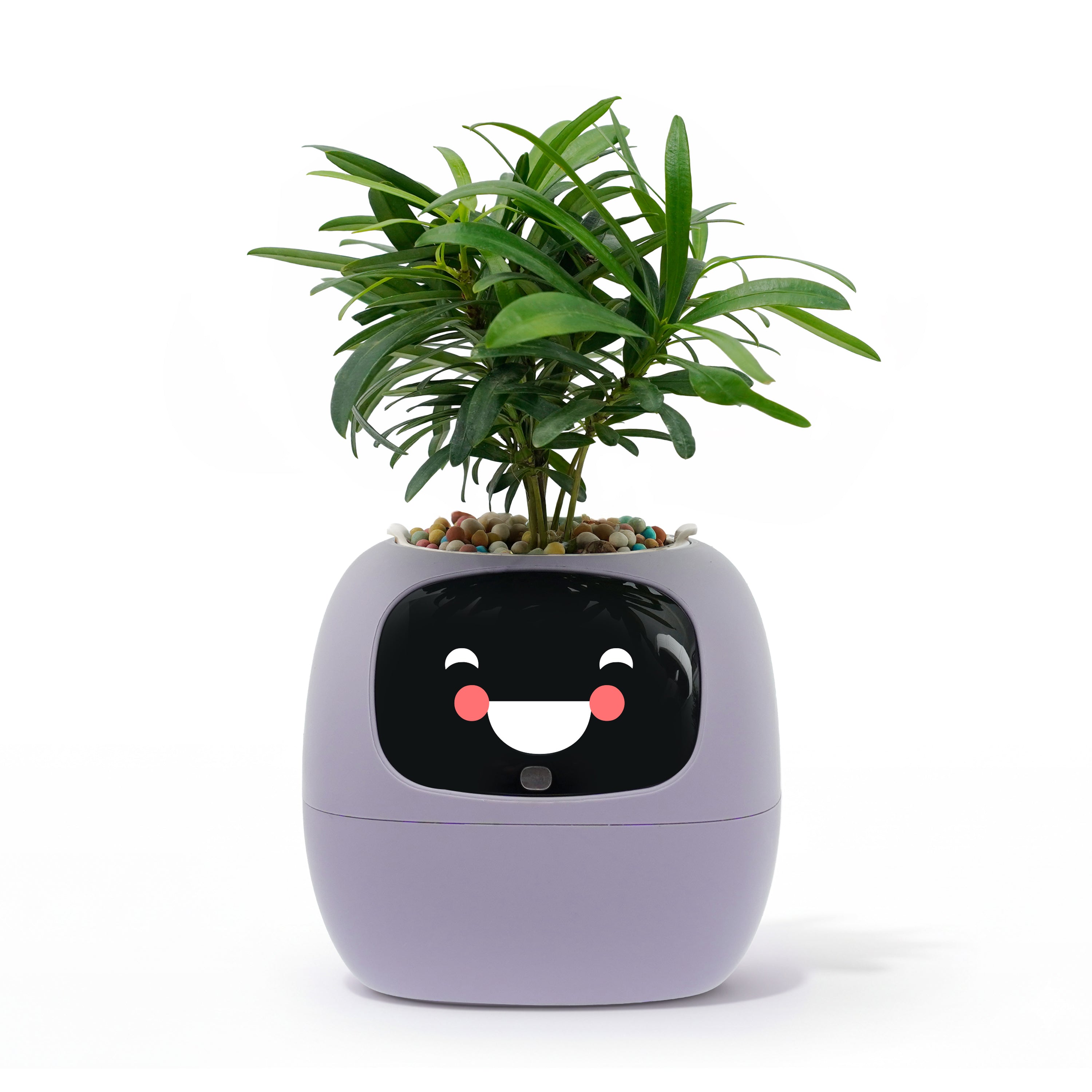 Ivy Gen 2- Gift a Green SurpriseFull of Delight