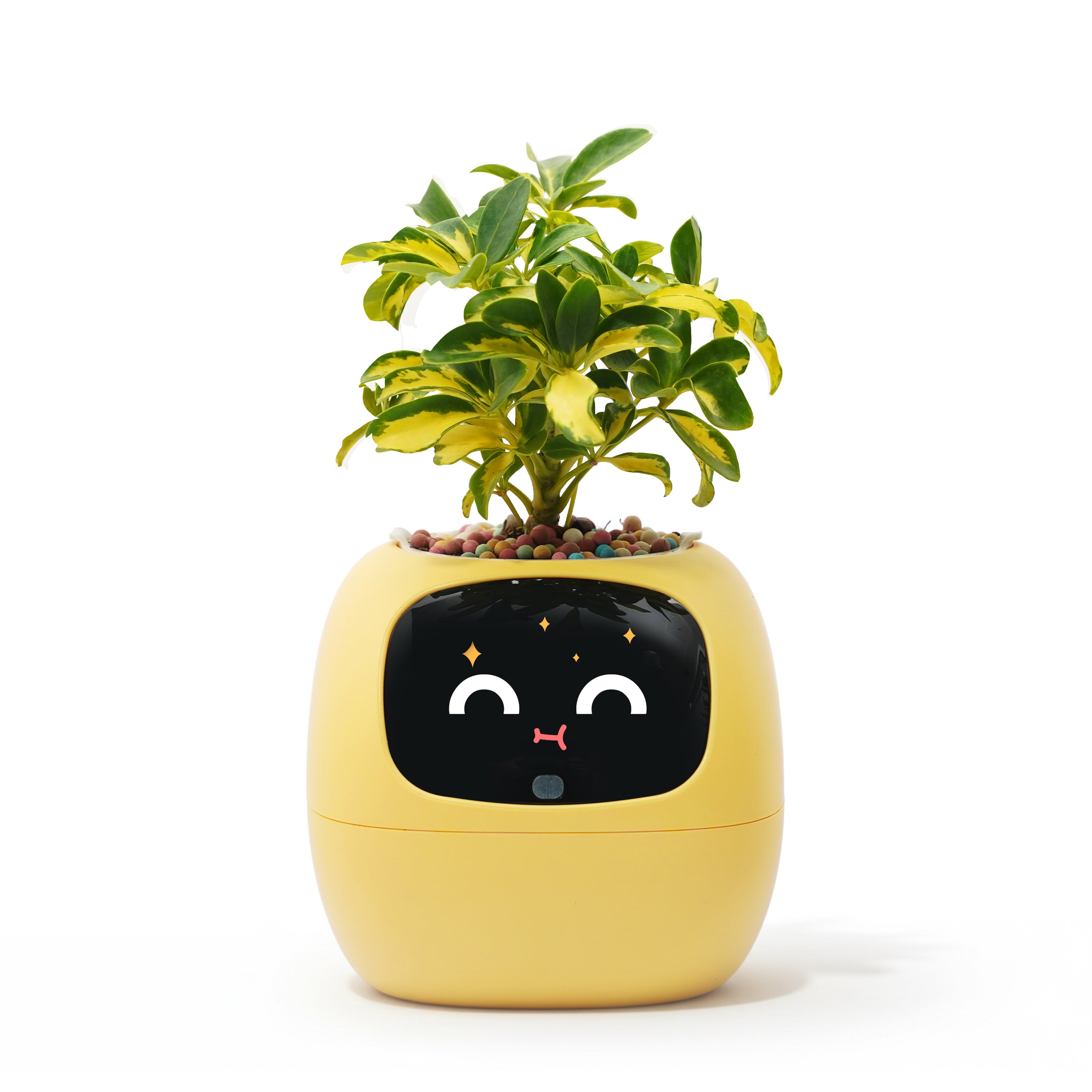 Ivy Gen 2- Gift a Green SurpriseFull of Delight