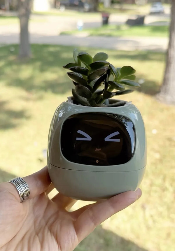 plant gift ideas