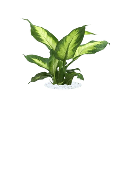 Dumb Cane