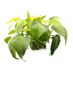 Heartleaf Philodendron
