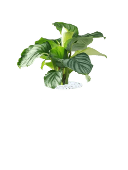 Orbifolia Prayer Plant