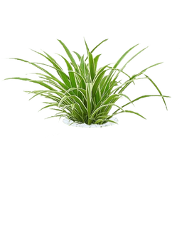 Spider Plant