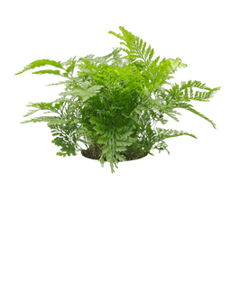 Squirrel's Foot Fern