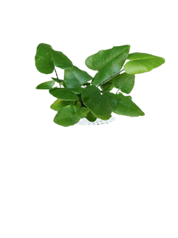 Heart Leaf Fern