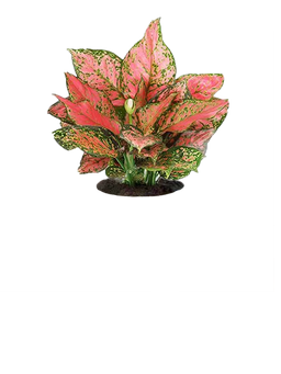 Chinese Evergreen Variegated