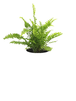 Sword Fern