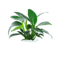 Philodendron Congo
