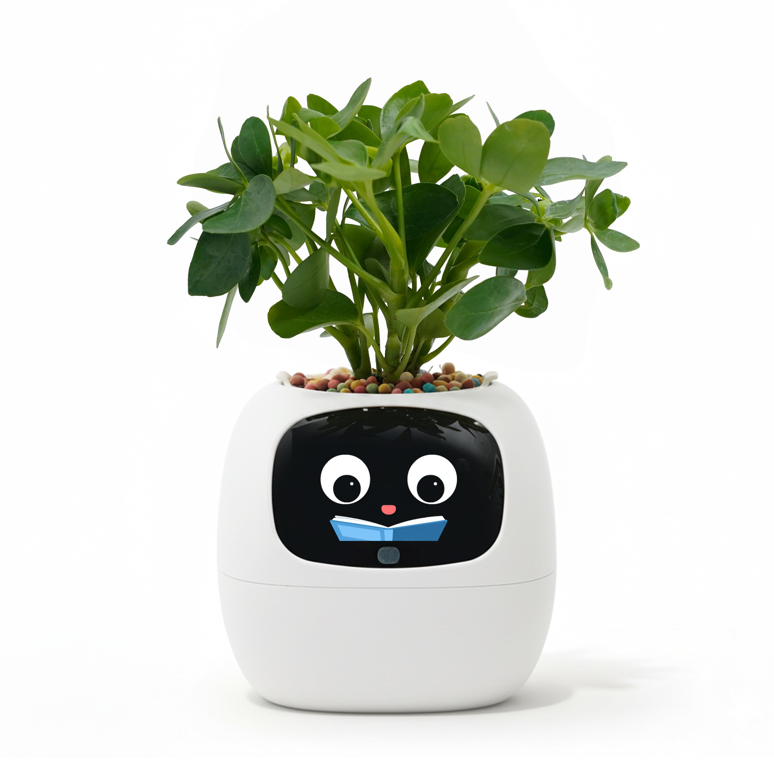 Ivy Gen 2- Gift a Green SurpriseFull of Delight