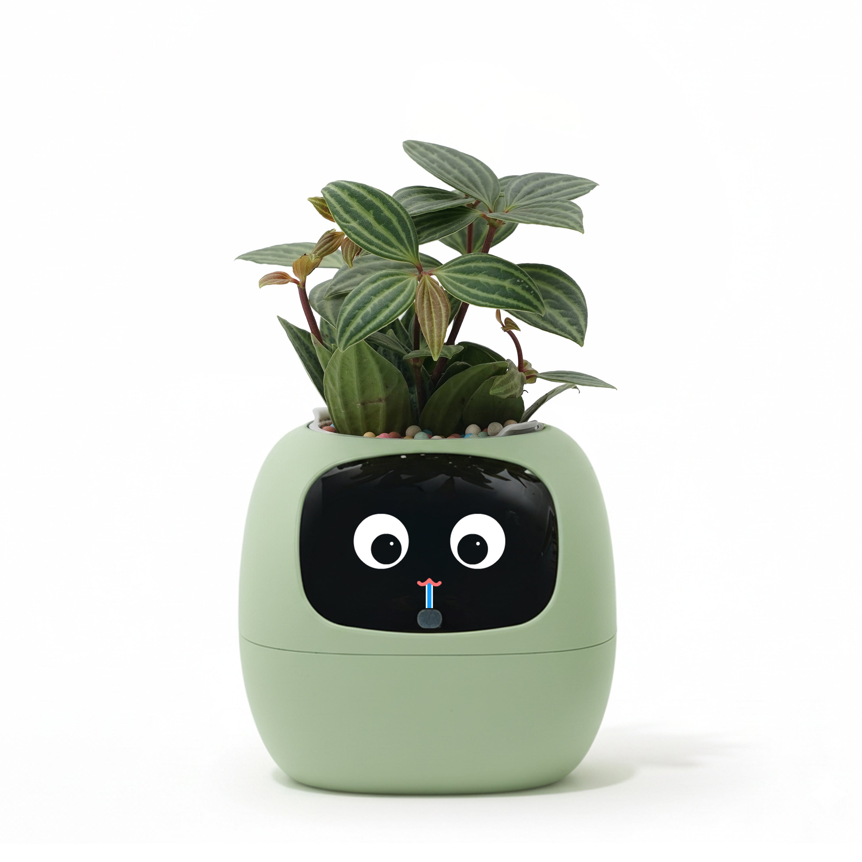 Ivy Gen 2- Gift a Green SurpriseFull of Delight