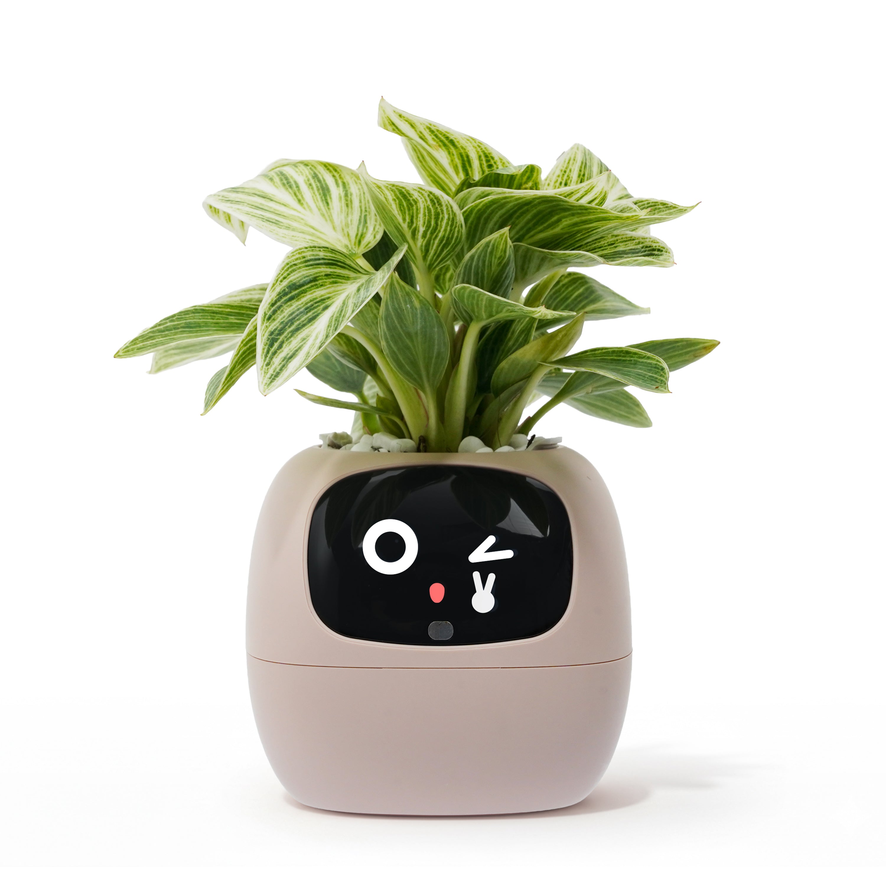 Ivy Gen 2- Gift a Green SurpriseFull of Delight