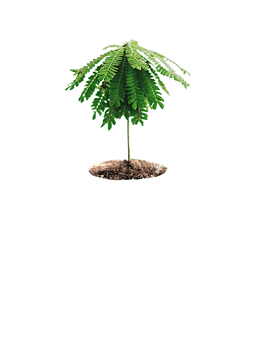 South American Life Tree