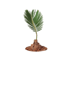 Mini Sago Palm