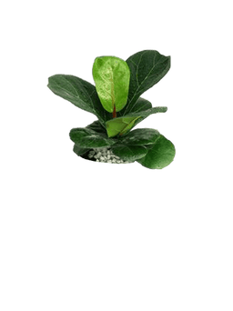Fiddle-Leaf Fig