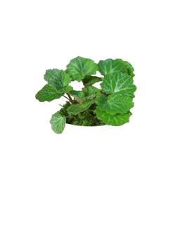 Strawberry Begonia
