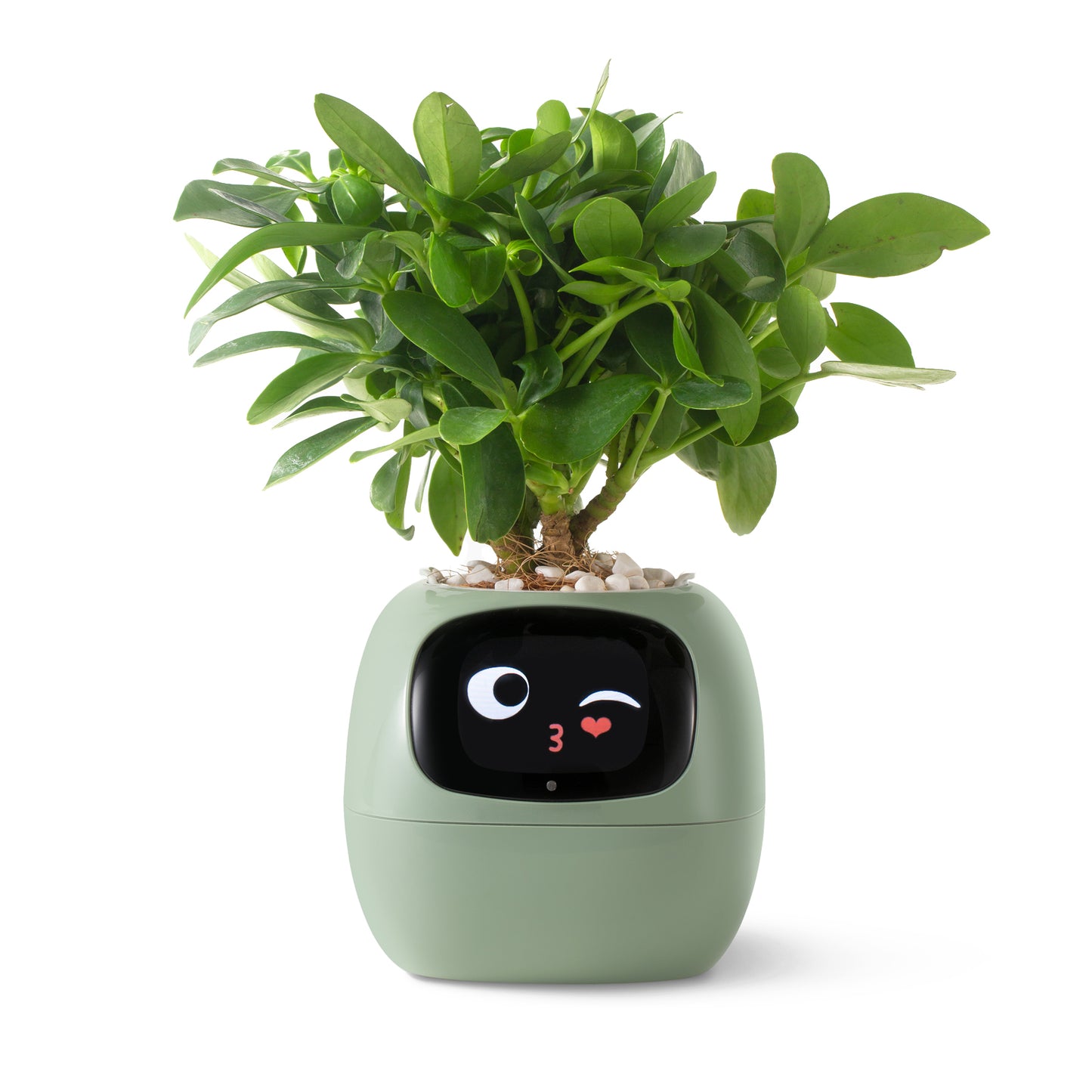 Ivy Smart Planter