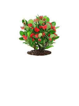 Crown of Thorns