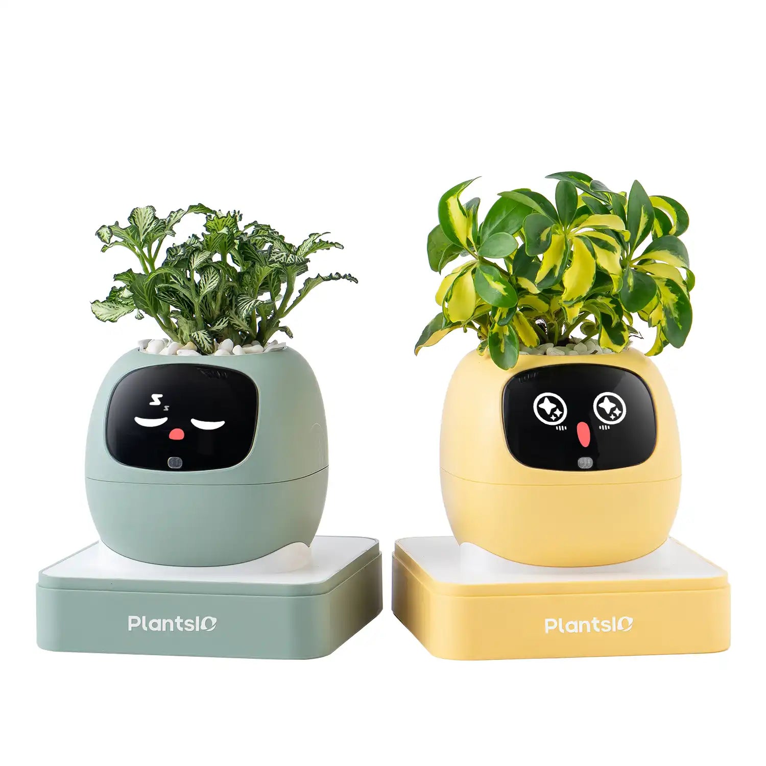Ivy - Yellow & Green Duo