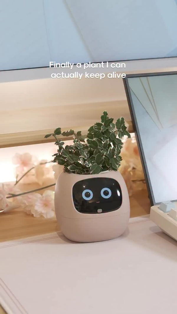 soapcosy