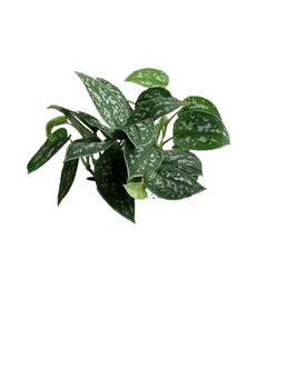 Satin Pothos