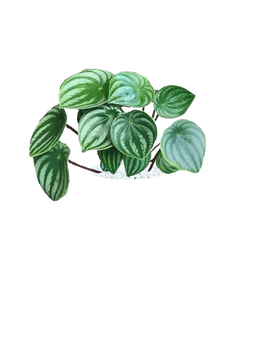 Watermelon Peperomia