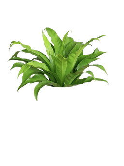 Bird's-Nest Fern