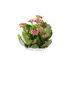 Florist Kalanchoe