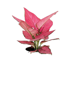 Pink Aglaonema