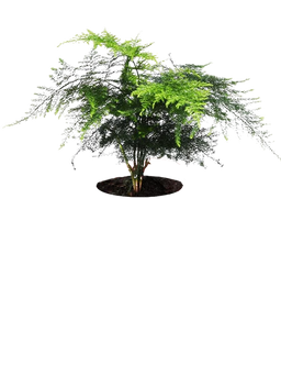 Common Asparagus Fern