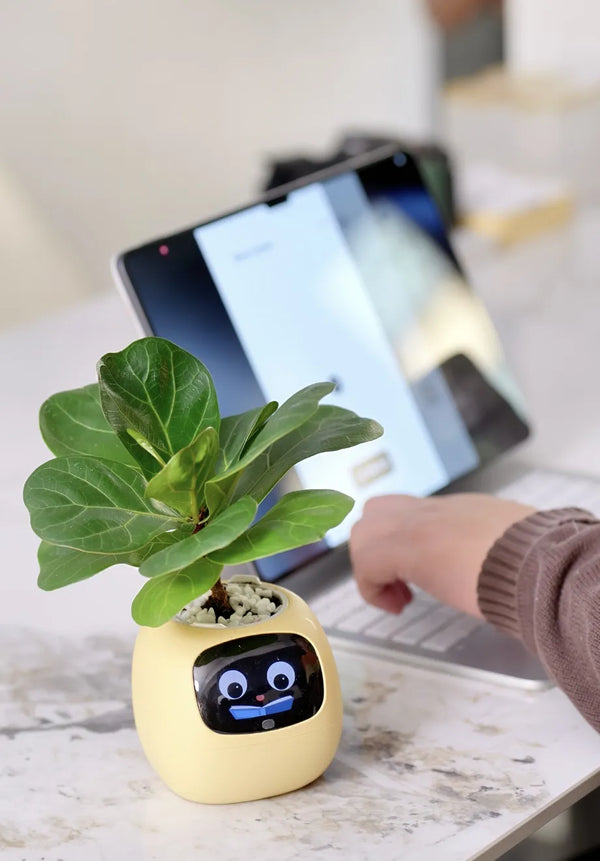 gifts for indoor plant lovers
